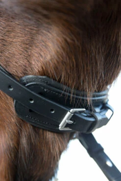 Horze Laelia Kandarenzaum -Reitsportbedarf Verkäufe 2024 10001 BL 05