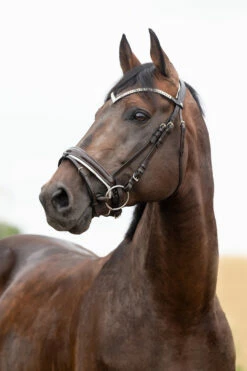 Horze Grayson Anatomische Trense -Reitsportbedarf Verkäufe 2024 10084 DBR 1