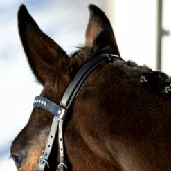 Horze Bergen Remont Trense -Reitsportbedarf Verkäufe 2024 10109 BR 5