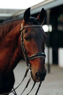 Horze Munich Stirnriemen Mit Strasssteinen -Reitsportbedarf Verkäufe 2024 10162 ovgr 02