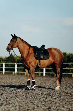 B Vertigo Drew Fliegenhaube -Reitsportbedarf Verkäufe 2024 22931 BL 4