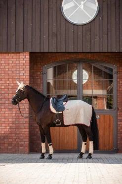 B Vertigo Amory Nierendecke -Reitsportbedarf Verkäufe 2024 24389 WTBE 3