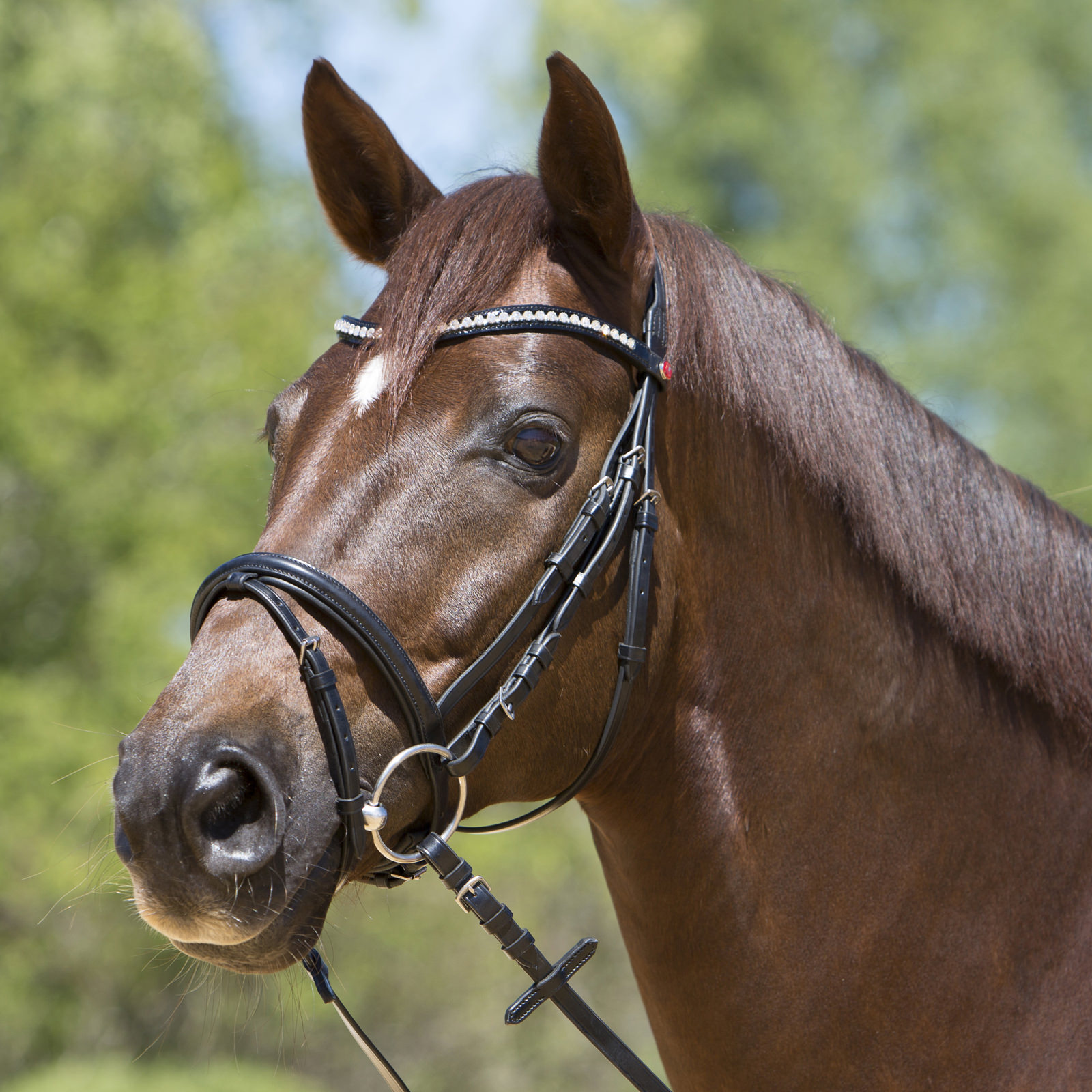 Reitsportbedarf Verkäufe 2024 -Reitsportbedarf Verkäufe 2024 3132 lea trensenzaum kieffer 1