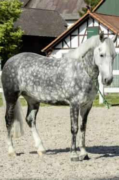 USG Halsring Soft -Reitsportbedarf Verkäufe 2024 322868 BL GR 2