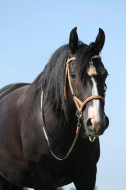 F.R.A. Shango Sidepull (System 3) Westerntrense -Reitsportbedarf Verkäufe 2024 322924 NAT 3