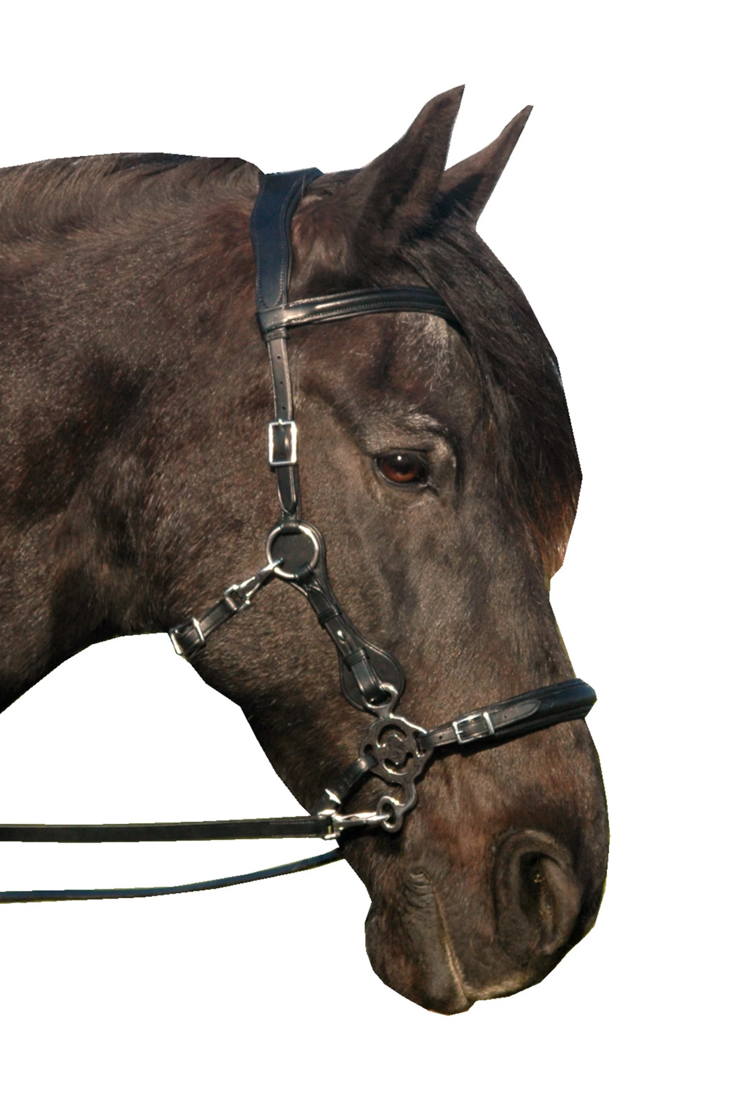 FRA Calli Hackamore (System 2) Mit Zügeln 5 FRA Calli Hackamore (System 2) Mit Zügeln – Bild 3