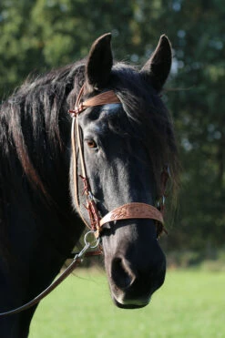 F.R.A. Diego Gebisslose Trense -Reitsportbedarf Verkäufe 2024 334265 NAT 12