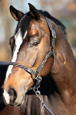 Kavalkade Tessa Flechthalfter -Reitsportbedarf Verkäufe 2024 337438 ANT DB WH 04