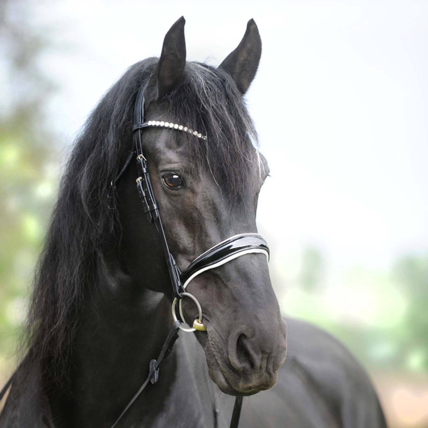 Kavalkade KavalSH4 Juliana Trense Englisch-kombiniert 3 Kavalkade KavalSH4 Juliana Trense Englisch-kombiniert