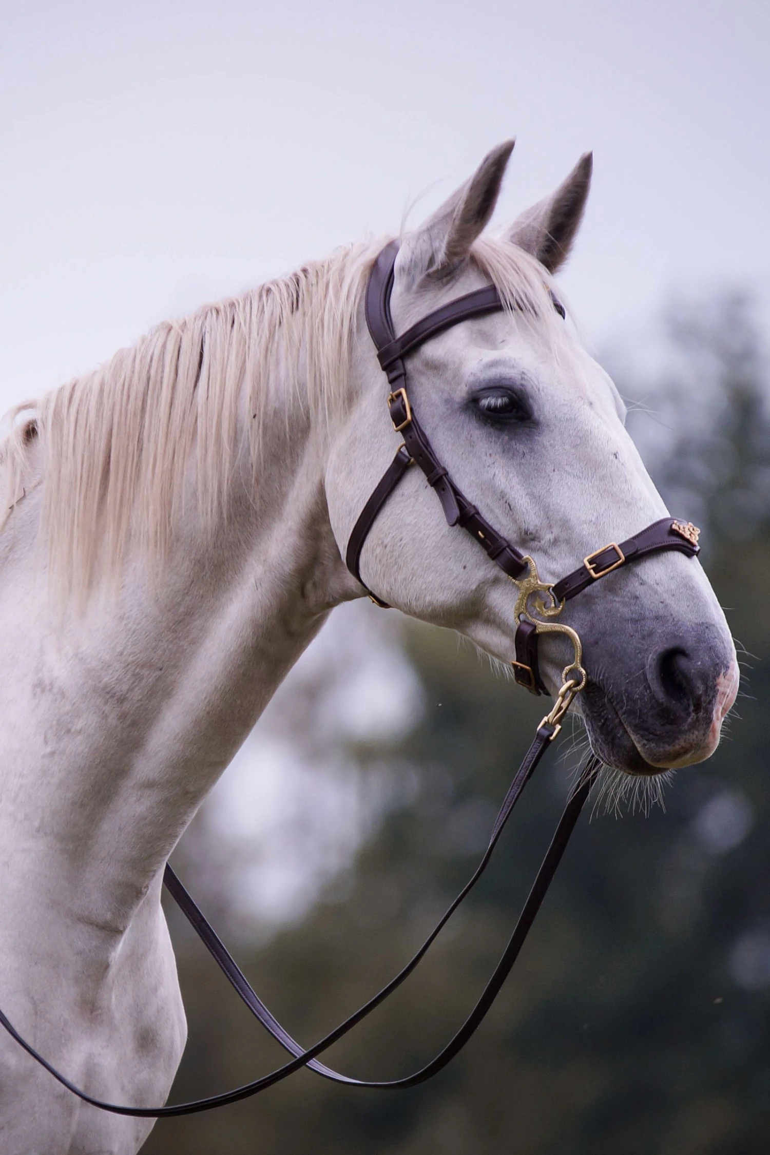 F.R.A. Imperial Hackamore Zaum 5 F.R.A. Imperial Hackamore Zaum – Bild 3