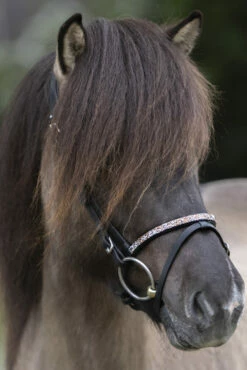 Kavalkade Ferskja Englisches Reithalfter Für Aradis Islandtrense -Reitsportbedarf Verkäufe 2024 344080 BL 3